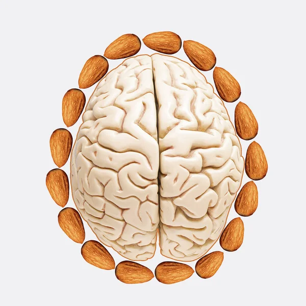 Almonds Brain Illustration Almonds Brain Health — Stock Photo, Image