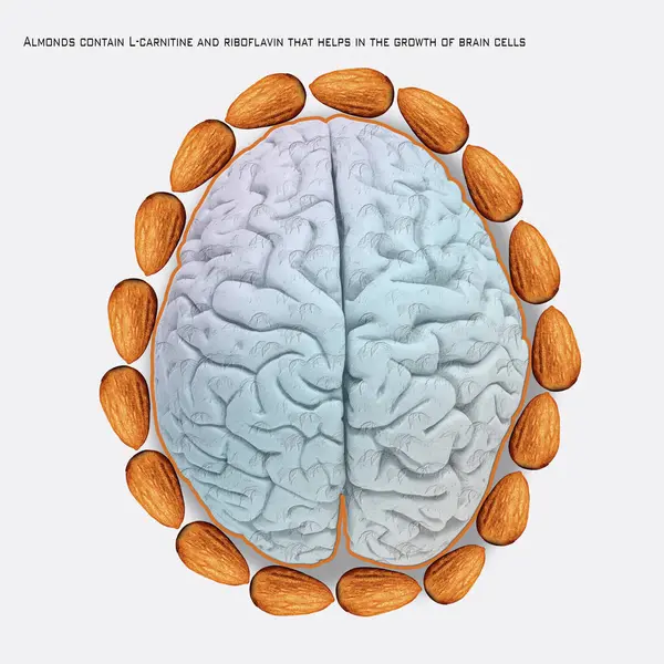human brain almonds for human brain human brain almonds ingridients
