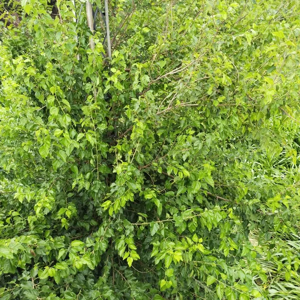 green leaves, flora and foliage, plant branches