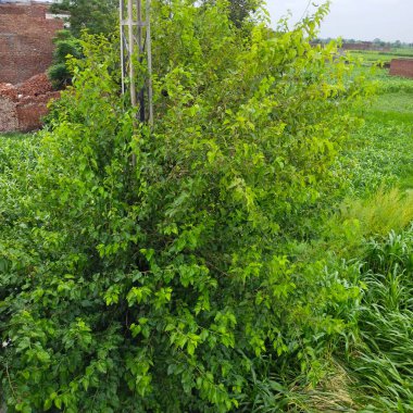 Bahçedeki yeşil bitki