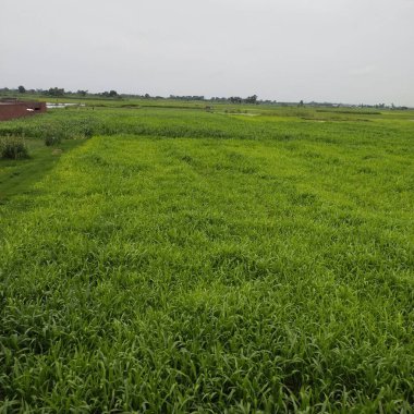 Tayland 'daki çeltik tarlası