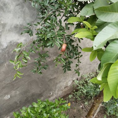 bir ağacın yeşil yaprakları