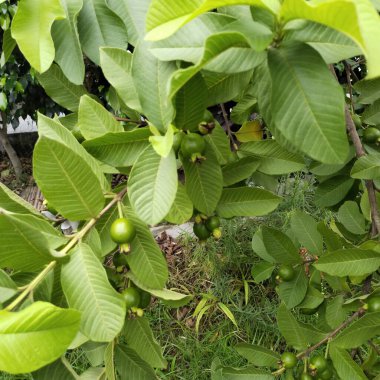 Ağaçtaki yeşil zeytinler