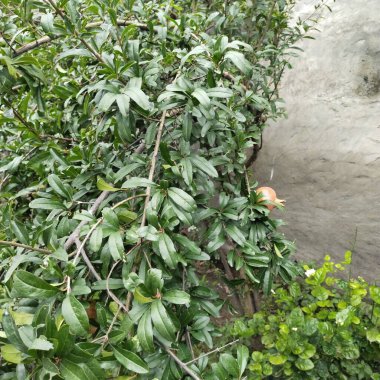 Bahçedeki yeşil bitki