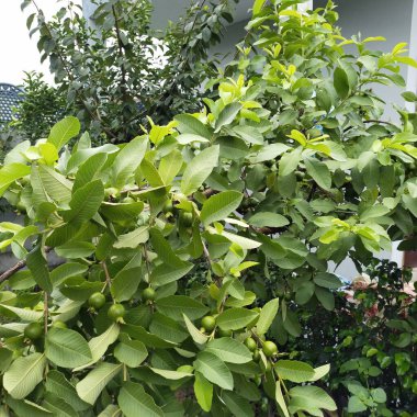 yeşil yapraklar, bitkiler ve yapraklar