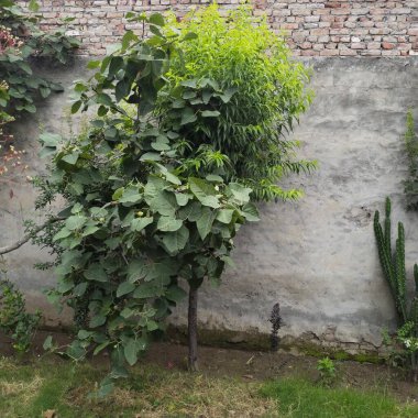 Parkın güzel manzarası