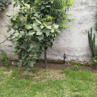 Parkın güzel manzarası