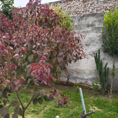 Güzel botanik fotoğrafı, doğal duvar kağıdı.