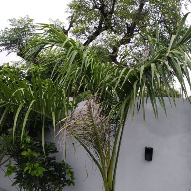 Güzel botanik fotoğrafı, doğal duvar kağıdı.