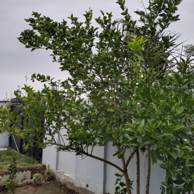 Bahçedeki yeşil ağaç