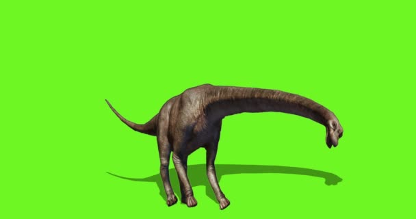Brachiosaurus Groen Scherm Dinosaurus Groen Scherm Groot Dier Chroma Sleutel — Stockvideo