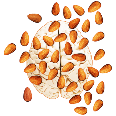 İnsan beyninde beyin