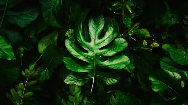 green leaf texture. nature green background