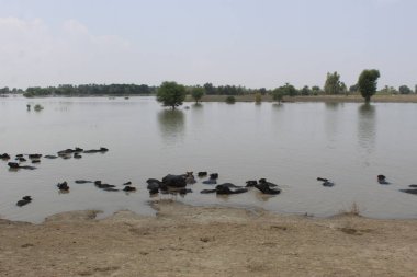 Etkilenen insanlar için sel acil durum tepkisi 