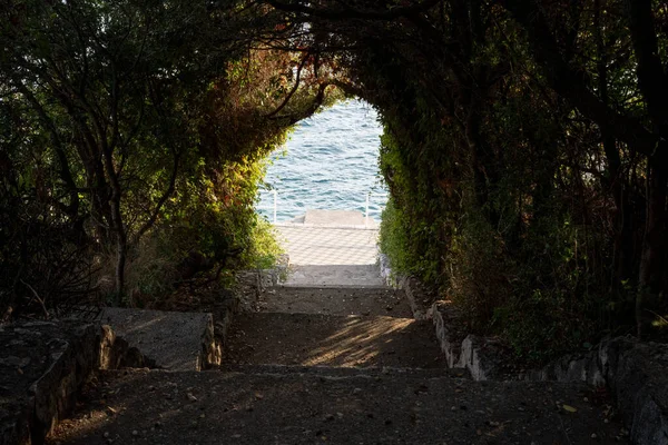 Tunel Drzewa Przyrodniczego Kierunku Morza — Zdjęcie stockowe