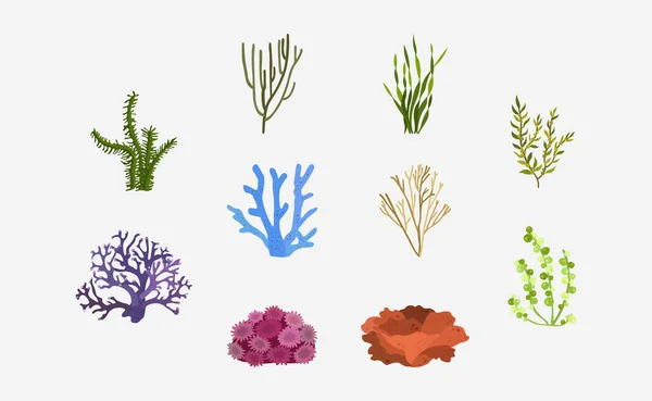 平面设计中的海洋植物矢量 — 图库矢量图片