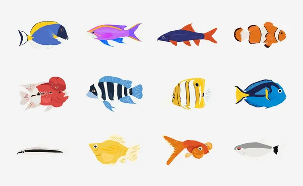 Aquarium Fish Vecteur Conception Plate — Image vectorielle