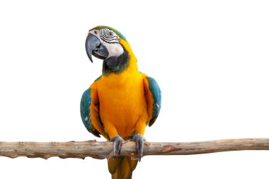 Papağan kuşu gülüşü ahşap ağaç dalına takılır. Beyaz arka planda izole edilmiş, kırpma yolu olan renkli bir hayvan.