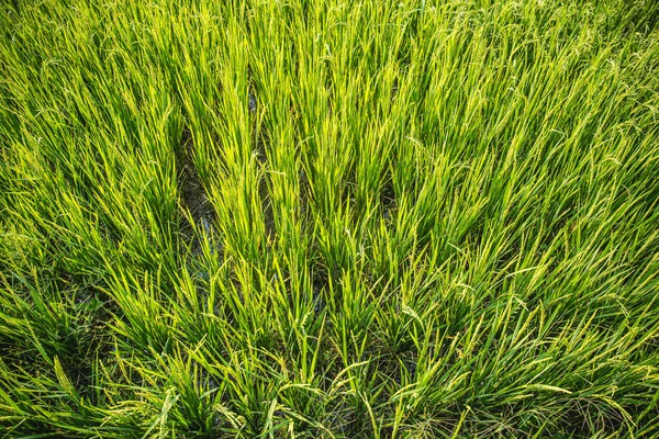 green rice field top view food agriculture in Asian countryside landscape image element background