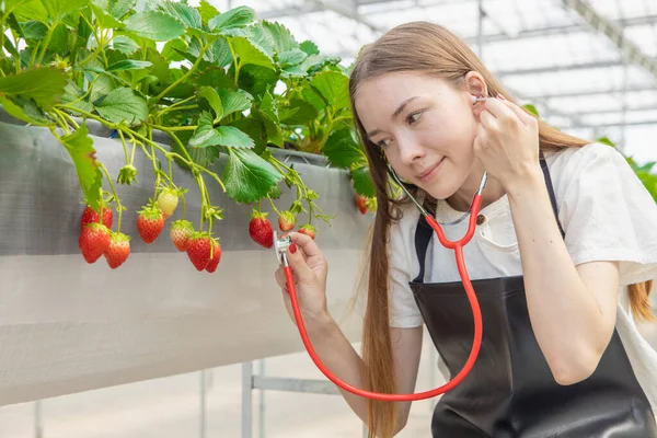 farmer planting strawberry fruit with love care for good best products concept. girl using stethoscope listening plant crops.
