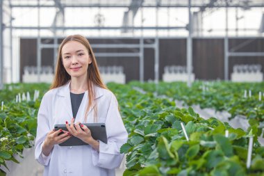 portrait scientist in large green house organic strawberry agriculture farm for plant research working woman.