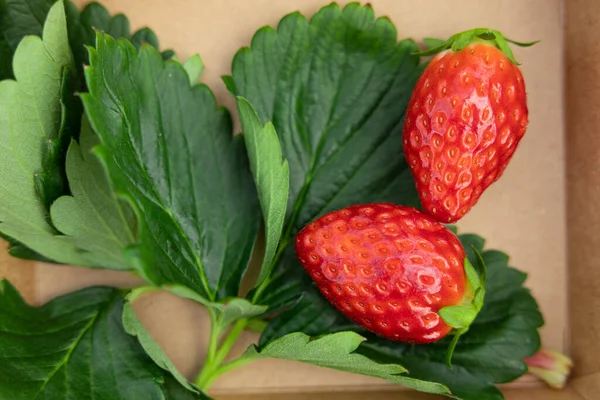 Closeup Strawberry Green Plant Leaf Copy Space Fresh Ripe Red — Stock Photo, Image