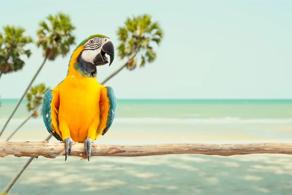 macaw parrot bird smile exotic animal catch on wood against sea beach tropical summer with copy space for travel advertising banner background
