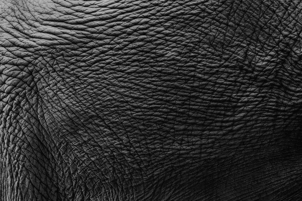 Elephant Skin Material Texture Voor Achtergrond Aziatische Olifant Zoogdieren Huid — Stockfoto