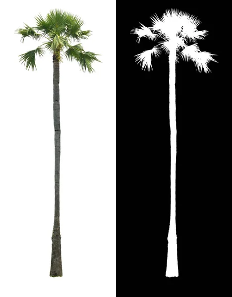 Azjatycka Palma Wysoka Lub Palma Cukrowa Toddy Palma Odizolowana Białym — Zdjęcie stockowe