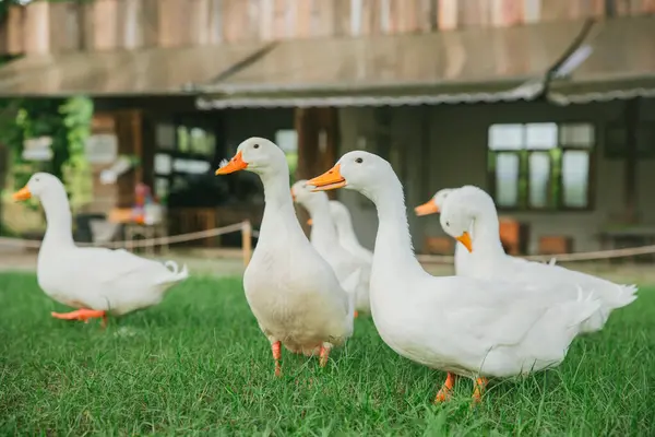 Group of Netherlands Call Duck Breed Animal Pet in The Garden Farm Outdoors most Cute lovely ducks