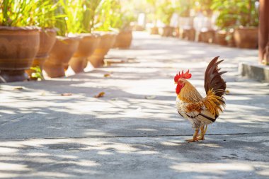 güzel tavuk Güneydoğu Asya Tayland kırsal yaşam tarzı evcil hayvan