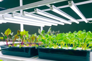 Kapalı tarım modern çiftliği. LED ışık büyüyen yeşil bitki gıda teknolojisi.