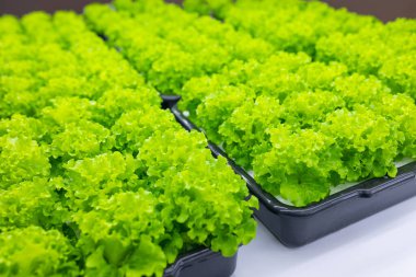 Yeşil yemyeşil organik salata, bitki yetiştirme, kapalı tarım çiftliği Led Light 'tan tepsi yetiştirme.