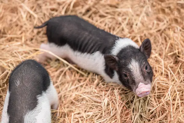 Miniature pig or mini pig small breeds of domestic pig for cute lovely pet