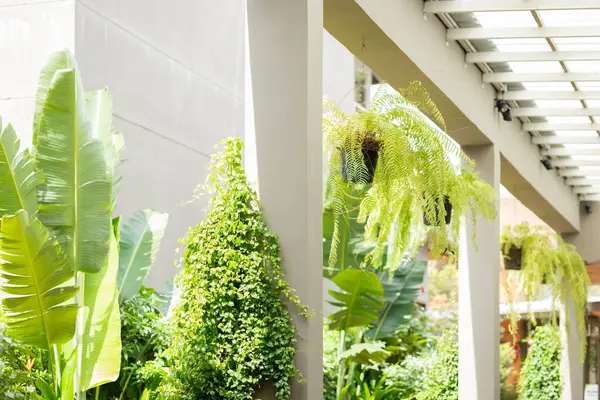 Green eco public space garden hallway building area with interior decorated with botany tree for saving energy refreshing cooling air and ozone.