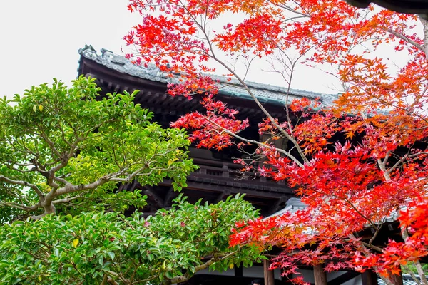 Season change from lush green spring tree to red autumn travel sightseeing in Japan november
