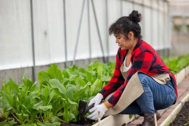 Kadın işçiler tarım mahsulleri yetiştirirdi yeşil çin çiçekli lahana serada organik tarım çiftliğinde