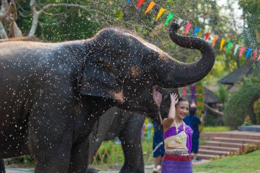 Songkran festivali. Geleneksel giysiler içinde Kuzey Taylandlılar Songkran kültür festivalinde fil ile birlikte su sıçratıyor..