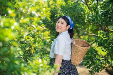 Portakal çiftliğindeki mutlu kadınlar. Kırsal kesimdeki Asyalı kadın organik tarım tarımı yapan portakal ağacı yetiştiriyor..