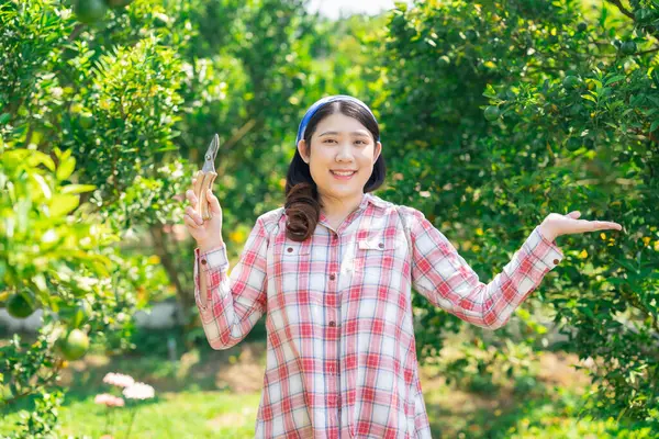 緑の植物の木の農場の幸せな女性はオレンジのフルーツを収穫します 有機農業で働く田舎のアジアの少女 オレンジのフルーツの木 ロイヤリティフリーのストック写真