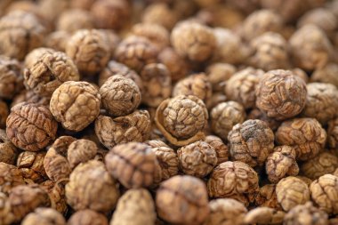 Kurutulmuş tohum otu, Amomum villosum Lour. Bustard kakule, Tavoy kakule, Zingiberaceae, Tayland kuru bitkisel alternatif tıp.