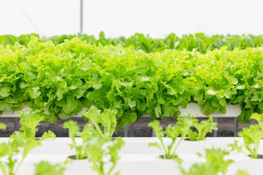Yeşil Marul ya da hidroponik çiftlikte salata, yeşil ev tarım sektöründe taze temiz, sağlıklı organik gıda fabrikası..