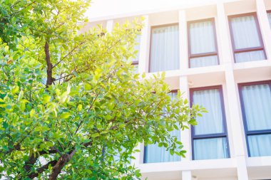 Yeşil eko bina, bahçe parkı ağacı ofis otelinin çevresi, enerji tasarrufu ve soğutma için doğa ile yaşamak..