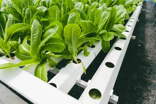 Kale Hydroponic Farm Fresh Clean Healthy Organic Food Plant Nursery ロイヤリティフリーのストック写真