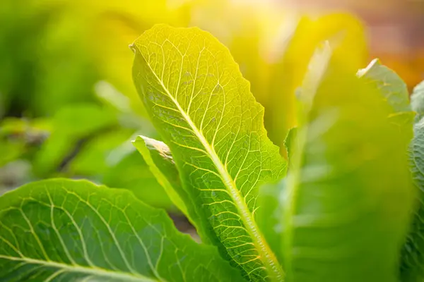 Fresh Green Cos Lettuce Closeup Morning Backyard Garden Organic Plant ロイヤリティフリーのストック写真