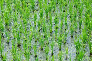 Su, pirinç tarlalarında liken biriktiriyordu. Tarım alanındaki verimli ıslak arazi, kırsal kesim manzarası.