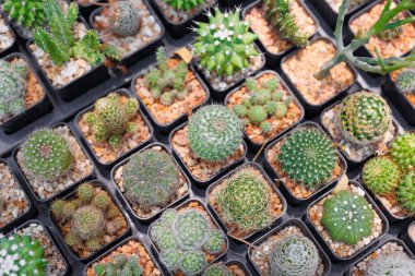 Bahçede sergilenen çeşitli bir kaktüs koleksiyonu. Görüntü, sulu bitkilerin çeşitliliğini ve güzelliğini yakalar..