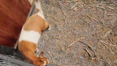 Genç keçi renk karışımı Çiftlik kafesinde sevimli.