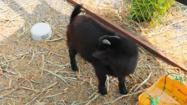 Genç keçi renk karışımı Çiftlik kafesinde sevimli.