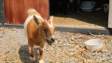 Genç keçi renk karışımı Çiftlik kafesinde sevimli.